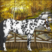 Horse Color:White Spotted Black Appaloosa 