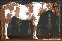 Horse Color:White Spotted Chestnut Rabicano