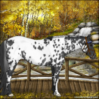 Horse Color:White Spotted Black Appaloosa Rabicano 