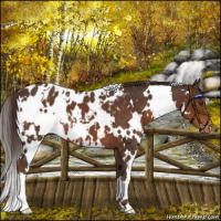 Horse Color:White Spotted Liver Chestnut Appaloosa