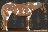 Horse Color:White Spotted Chestnut 