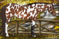 Horse Color:Buckskin Appaloosa 