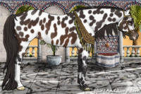 Horse Color:Buckskin Appaloosa 