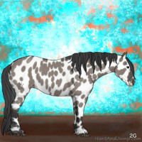 Horse Color:Grullo Roan Leopard