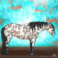 Horse Color:Brown Roan Dun Appaloosa 