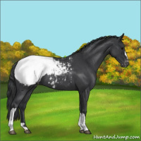 Horse Color:Blue Roan Appaloosa