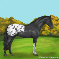 Horse Color:Blue Roan Appaloosa