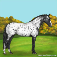 Horse Color:Blue Roan Near Leopard 