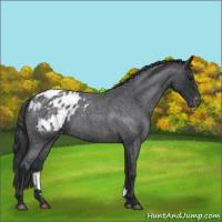 Horse Color:Blue Roan Blanket 