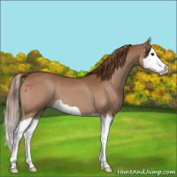 Horse Color:Chestnut Splash 