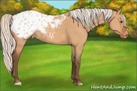Horse Color:Silver Bay Dun Appaloosa
