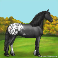 Horse Color:Blue Roan Appaloosa