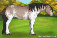 Horse Color:White Spotted Bay Roan 