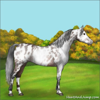 Horse Color:Gray Bay Near Leopard 