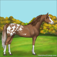 Horse Color:Chestnut Splash Appaloosa 