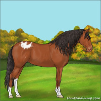 Horse Color:Bay Appaloosa 