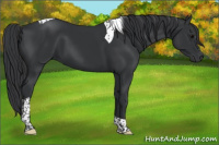 Horse Color:Black Sabino Tobiano
