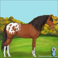 Horse Color:Bay Appaloosa 