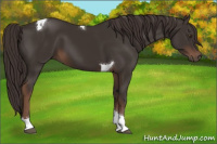 Horse Color:Liver Chestnut Tobiano 