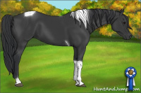 Horse Color:Black Tobiano
