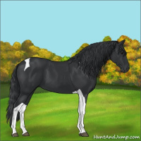Horse Color:Black Tobiano 