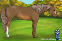 Horse Color:Chocolate Palomino 