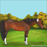 Horse Color:Brown Tobiano 