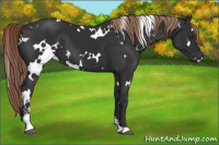 Horse Color:White Spotted Liver Chestnut Sabino 