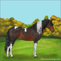 Horse Color:Brown Tobiano 