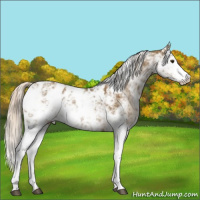 Horse Color:Chocolate Palomino Sabino Appaloosa 