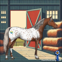 Horse Color:Silver Brown Roan Appaloosa 
