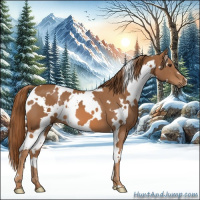 Horse Color:White Spotted Chestnut