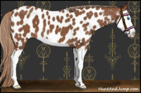Horse Color:Chestnut Splash Appaloosa 