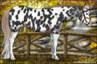 Horse Color:Liver Chestnut Splash Appaloosa 