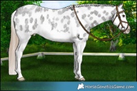 Horse Color:Liver Red Roan Splash Appaloosa