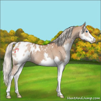 Horse Color:Silver Bay Dun Sabino Splash Appaloosa Rabicano 