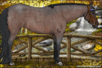 Horse Color:Brown Roan
