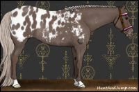 Horse Color:Silver Blue Roan Appaloosa Rabicano