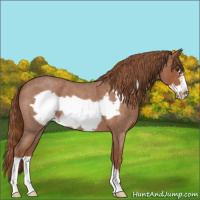 Horse Color:Red Roan Frame