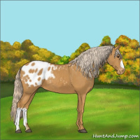 Horse Color:Palomino Appaloosa