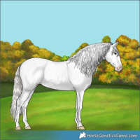 Horse Color:Silver Brown Dun Splash Appaloosa 