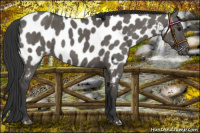 Horse Color:Grullo Appaloosa Brindle 