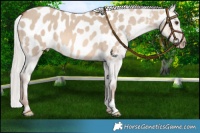 Horse Color:Red Dun Mushroom Appaloosa 