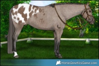 Horse Color:Liver Red Dun Blanket Brindle 