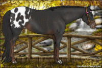 Horse Color:Liver Chestnut Appaloosa 