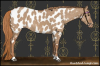 Horse Color:Red Dun Appaloosa Brindle 