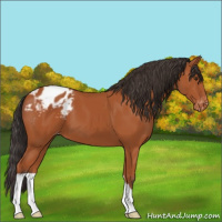 Horse Color:Bay Appaloosa 