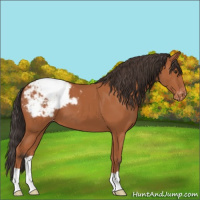 Horse Color:Bay Appaloosa 