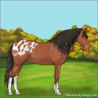 Horse Color:Bay Appaloosa 
