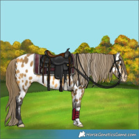 Horse Color:Buckskin Appaloosa